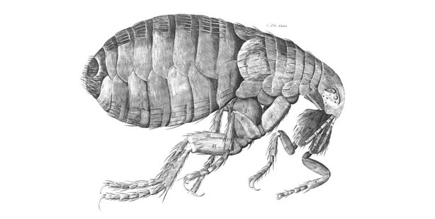 hooke flea