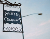 proteus gowanus