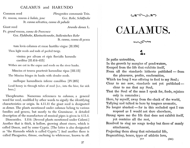 Calamus and Harundo, left, and Whitman Calamus, right