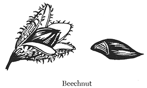 beechnut