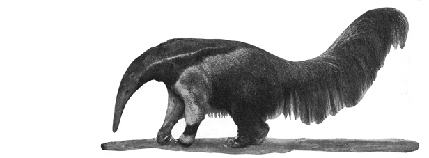 anteater