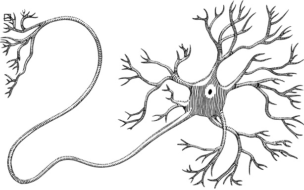 neuron